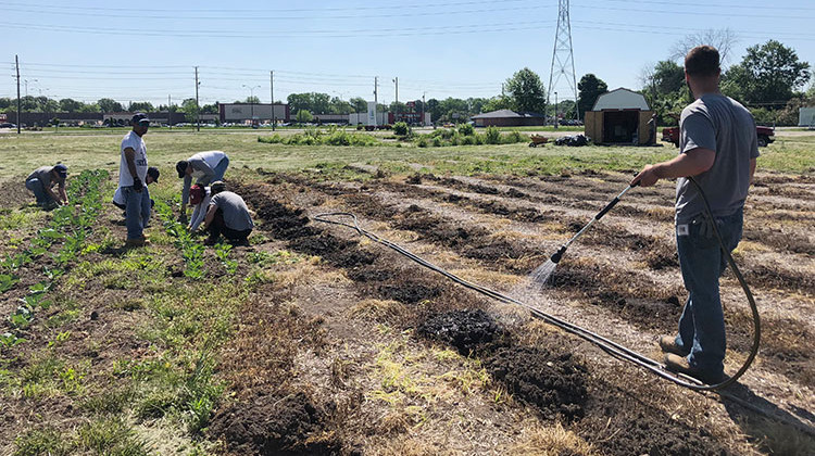 Volunteers water seeds and pull weeds at the new acre-large farm at Eskenazi Health Center Pecar. Plants will be ready to harvest in about a month. - Sarah Panfil/WFYI