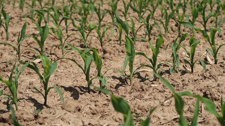 The USDA report says 61 percent of the Indiana's corn crop emerged by the week of May 20. - Pixabay/public domain