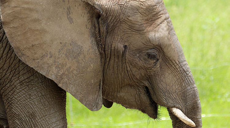 The Indianapolis Zoo says 12-year-old female African elephant Zahara is responding well to treatment. - Carla Knapp/Indianapolis Zoo