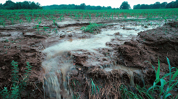 Topsoil, fertilizers and other potential pollutants can run off unprotected farm fields when heavy rains occur. - Lynn Betts/U.S. Department of Agriculture, Natural Resources Conservation Service