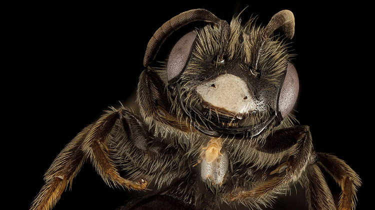 Andrena uvulariae is so rare that not much is known about it. - USGS Bee Inventory and Monitoring Lab
