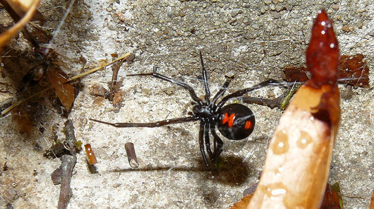 Black widow bites are rarely fatal, but they can cause abdominal pain and nausea. - Thomas Cowart/via Flickr, CC-BY-2.0