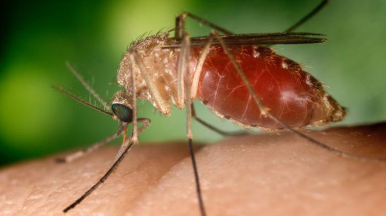 Known as a vector for the West Nile virus, this Culex quinquefasciatus mosquito has landed on a human finger. - Jim Gathany/CDC