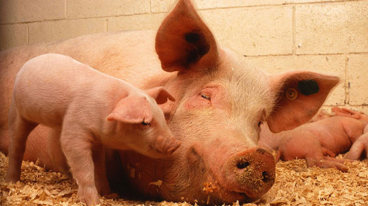 9,200-Head Hog Farm Moves Forward In Northern Indiana County