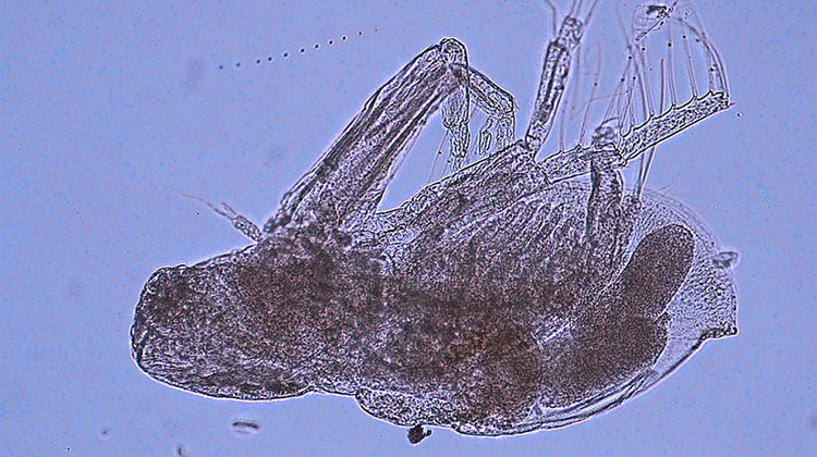 This water flea, cladoceran Diaphanosoma fluviatile, is from Central and South America and the Caribbean. - Elizabeth Whitmore/Cornell University