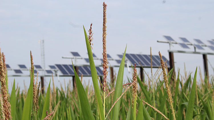 The panels were built on less than an acre of land. - Emilie Syberg/WBAA