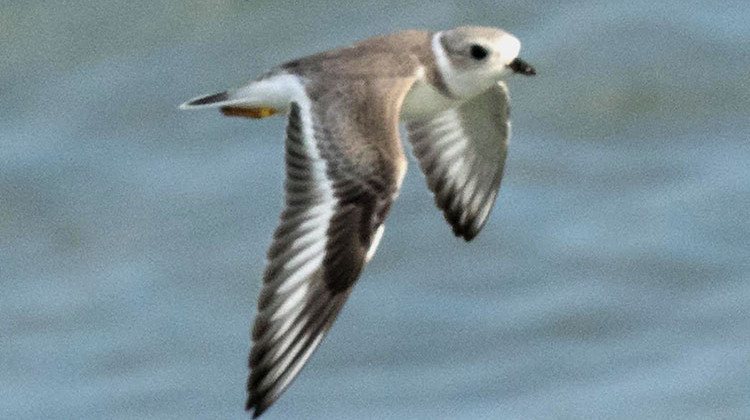 Piping Plovers Rest On Indiana Beaches During Journey South