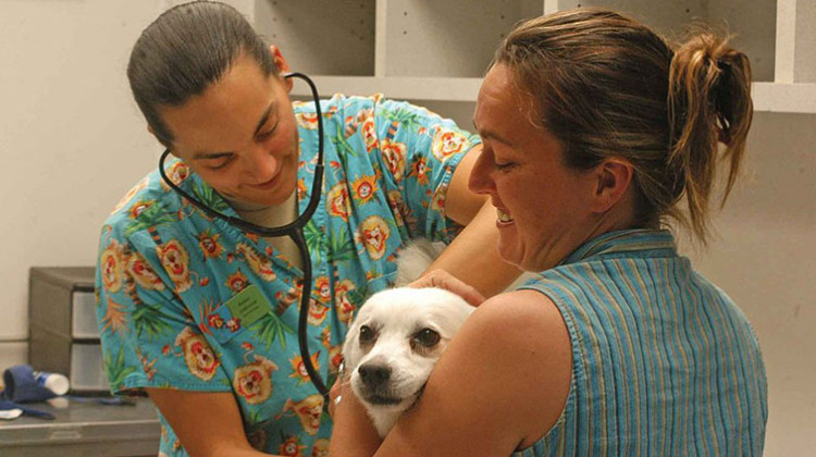 A U.S. Army veterinarian gives a dog a brief checkup before giving it the Parvo/Temper vaccination. - United State Marine Corps