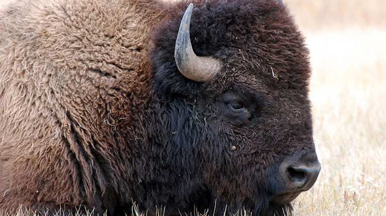 Buffalo are on the loose near the northern Indiana town of Hamilton. - Pixabay/public domain