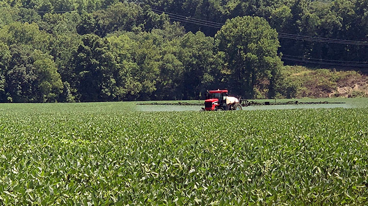 Indiana is one of the nation's leading states for soybean production. - Brock Turner/WFIU-WTIU News