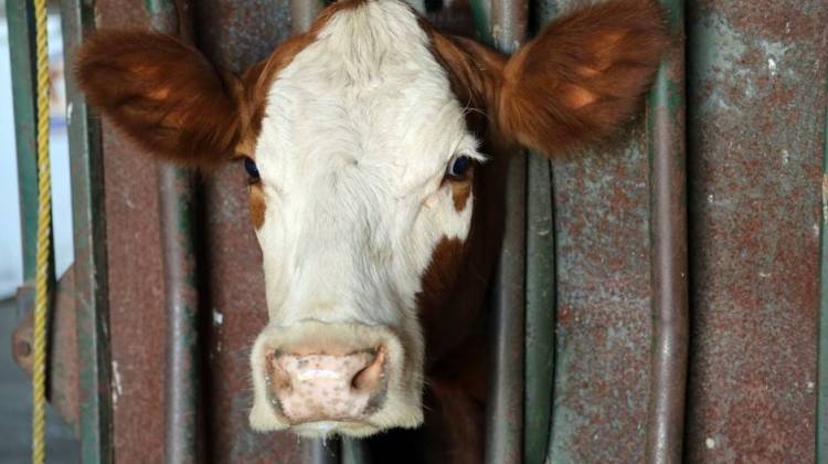 Tauer's 80-acre farm is split between crop fields and pastures for the cows. - Becca Costello