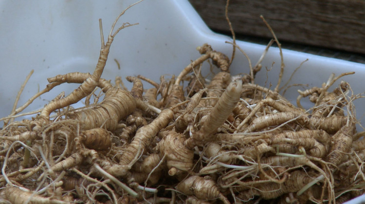 Decreased Ginseng Harvest During Pandemic Not Cause For Concern Yet, According To DNR