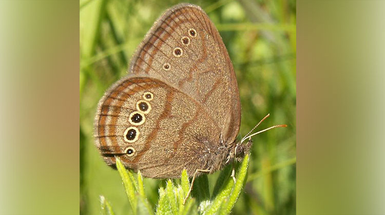 Mitchell's satyr (Neonympha mitchellii) photographed in Van Buren County, Michigan. - Nate and Erin Fuller/Wikimedia Commons