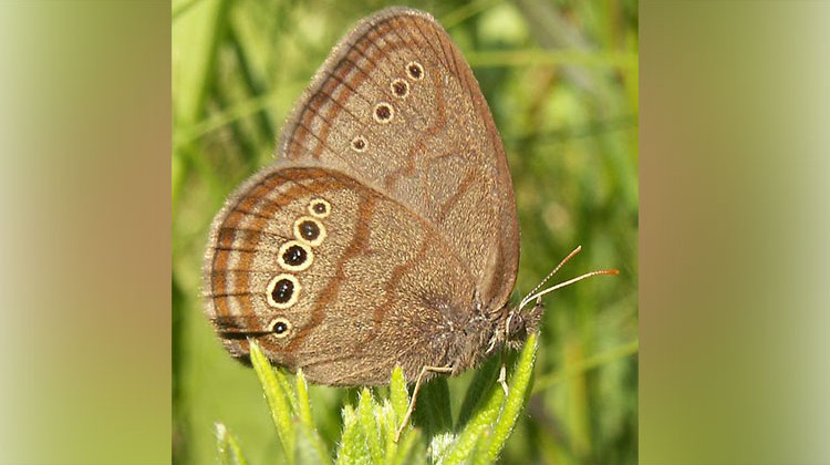 Saving Endangered Butterfly Could Mean Losing Some