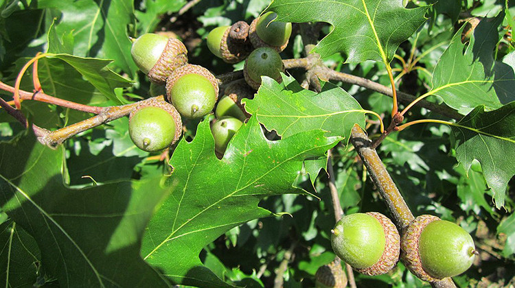 Acorns on a red oak tree. - AnRo0002/CC-0