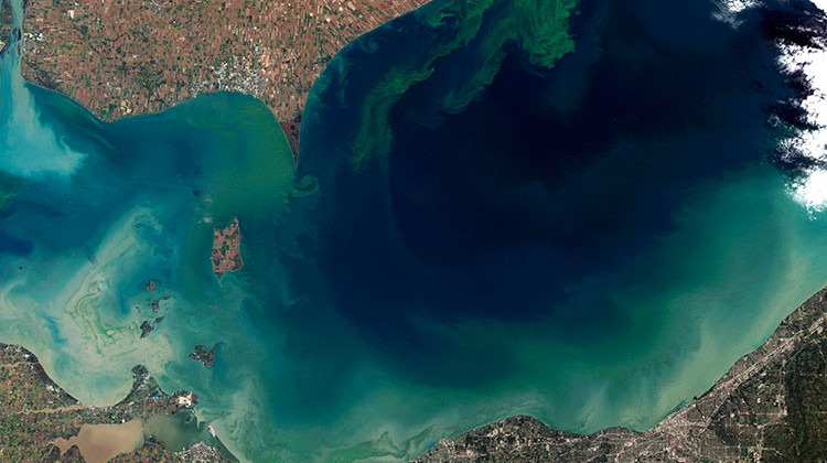 The green in this October 2011 satellite photo shows the worst algae bloom Lake Erie has experienced in decades. - Jesse Allen and Robert Simmon/NASA Earth Observatory