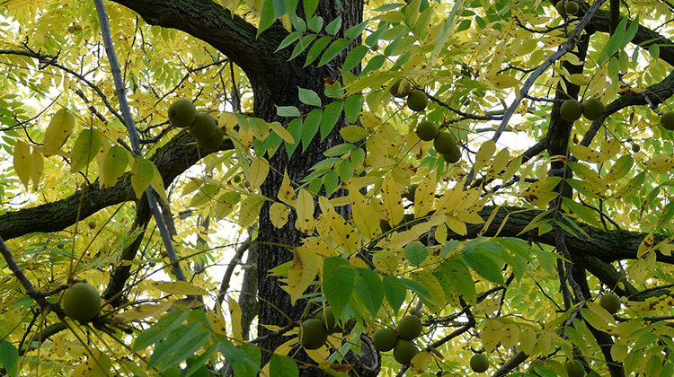 The Indiana Department of Natural Resources wants to log parts of the Frances Slocum State Forest to promote better growing conditions for native hardwood trees like the black walnut. - Pixabay/public domain