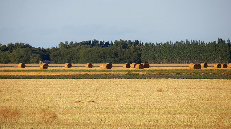 Round bales in a field in St. Andrews, Manitoba, Canada. - Robert Linsdell/CC BY 2.0