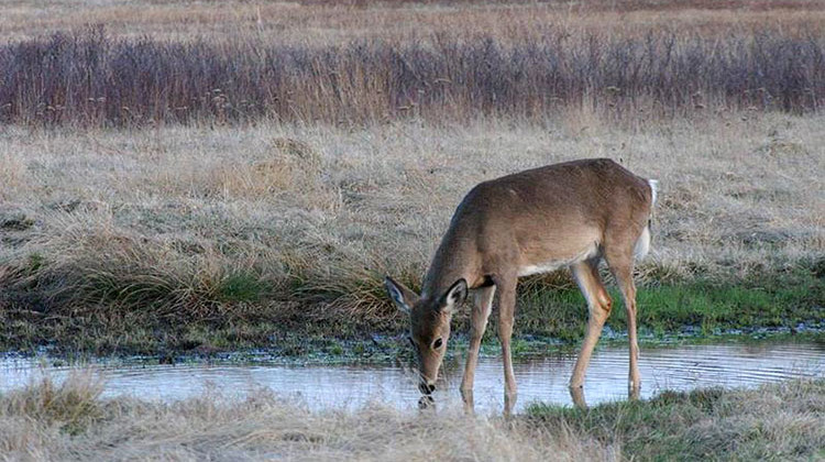 Epizootic Hemorrhagic Disease, or EHD, is transmitted through gnat bites and is often fatal in infected deer. - Bob Kuhns/National Parks Service