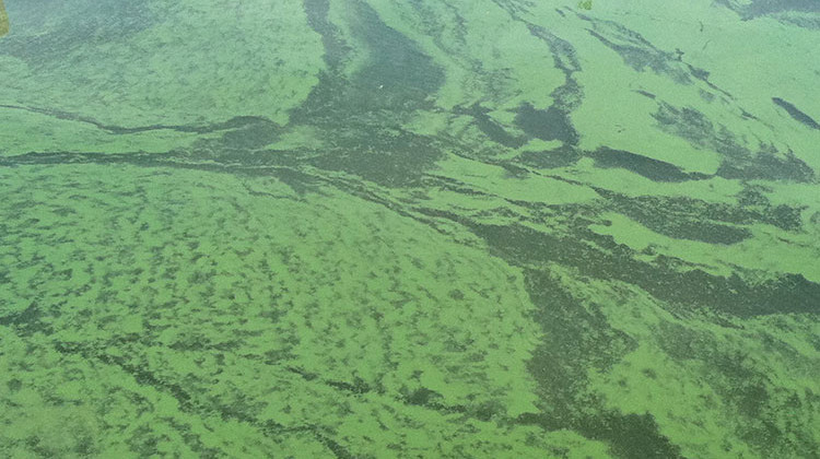 The Indiana State Department of Health says harmful algae blooms in the water can look like pea soup of spilled paint that has streaks of color. - 	NOAA Great Lakes Environmental Research Laboratory