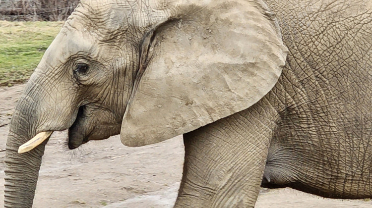 Sixteen-year-old African elephant Zahara is 15-months along in her 22-month pregnancy. - Indianapolis Zoo