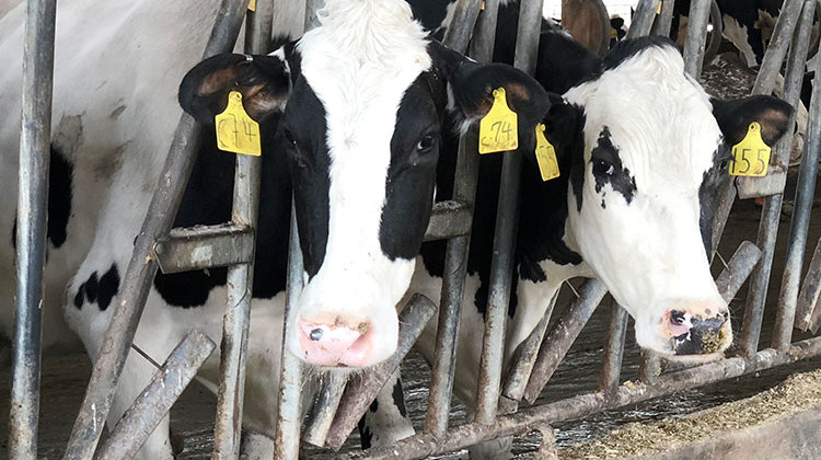 Hoosier dairy farmers remain hopeful additional markets will open, despite a surplus of milk at home.  - Brock Turner/WFIU-WTIU News