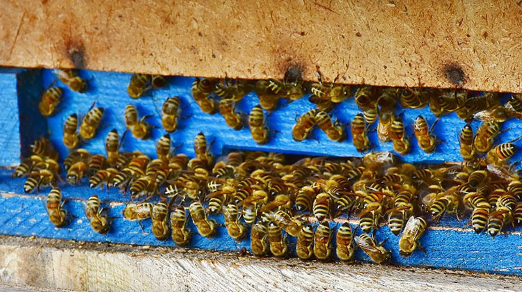 Elkhart County officials say precautions beekeepers took prior to aerial spraying to combat eastern equine encephalitis apparently spared bee hives. - Image by RitaE from Pixabay