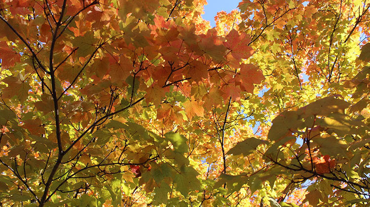 Will there be a brilliant fall color show?