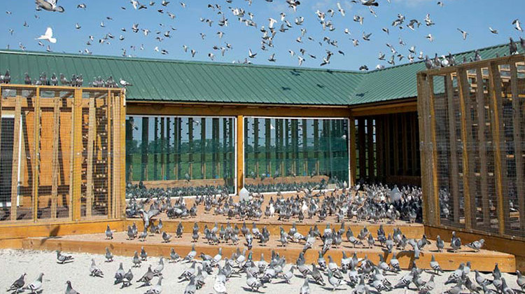 Two thousand racing pigeons died in a fire at Hoosier Loft in LaPorte County Sunday. The fire destroyed the facility, seen here in a photo from the Hoosier Loft website taken before the fire. - Courtesy Hoosier Loft