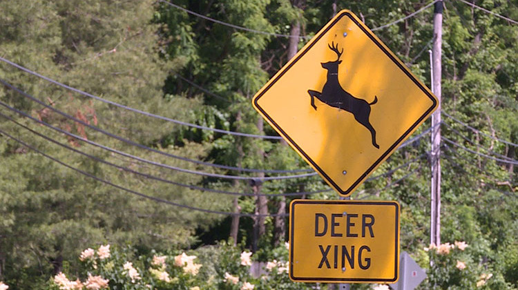 State Police say drivers should look out for deer even while driving down interstates or through cities. - WFIU-WTIU News
