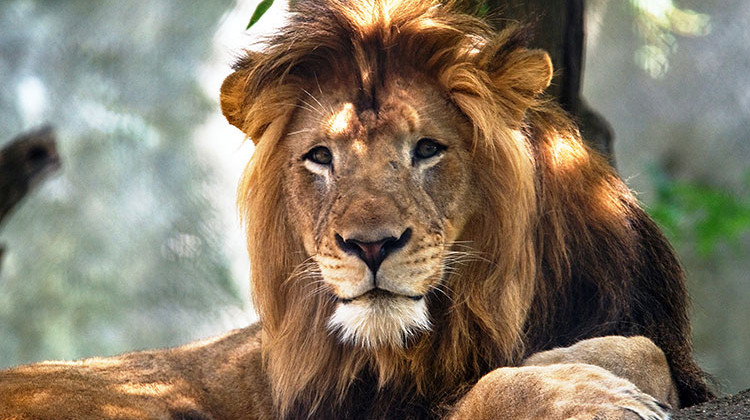 Ten-year-old male lion Nyack died Friday died in a fight with another lion. - Provided by the Indianapolis Zoo