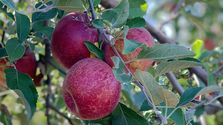 Authorities say 50,000 apples reportedly stolen from Williams Orchard in LaPorte County, Indiana. Tons of apples and pumpkins were also reported stolen from orchards and farms in Michigan. - FILE: Doug Jaggers/WFYI