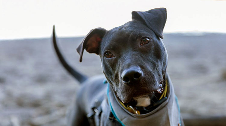 Indianapolis Animal Shelter Filled, Offering Free Adoptions