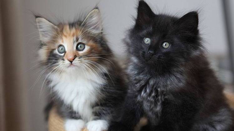 Fosters needed for 'kitten season'
