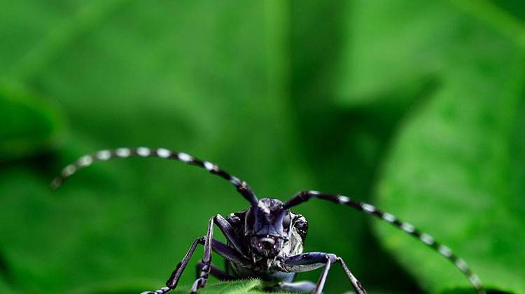 State officials are asking Hoosiers to be on the lookout for this invader, the Asian long-horned beetle. - Kyle T. Ramirez, CC-BY-3.0