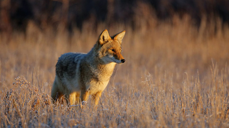 DNR Says An Increase In Coyote Sightings Is No Cause For Alarm