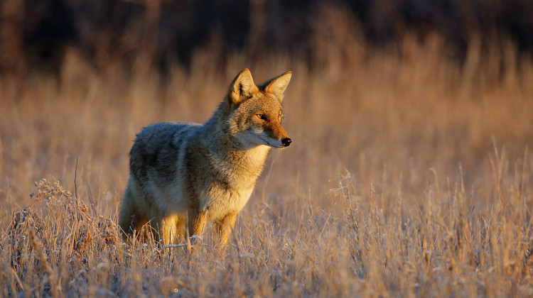 The Indiana Department of Natural resources says coyotes become more active during winter. - USFWS Mountain-Prairie/CC-BY-2.0