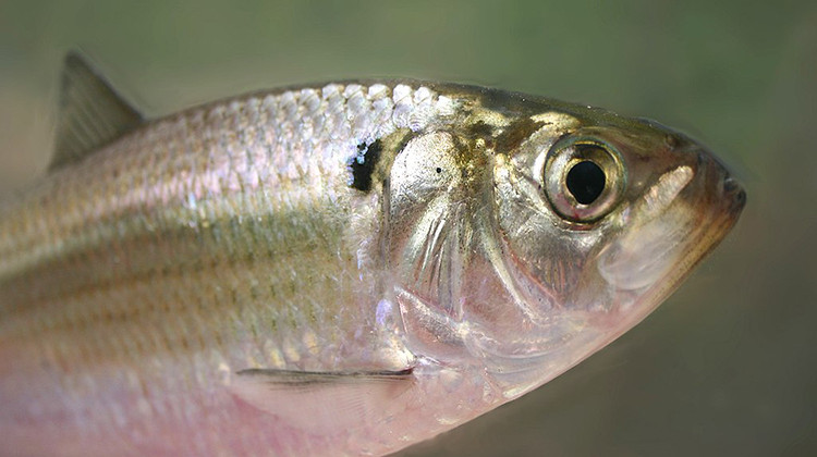 A gizzard shad. - Brian Gratwicke -NatureServe/CC-BY-2.0