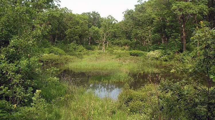 An interdunal wetland at Miller Woods in the Indiana Dunes National Lakeshore, in the Miller Beach area of Gary, Indiana. - CC-Zero