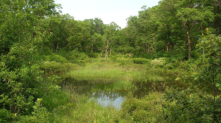 An interdunal wetland in the Miller Beach area of northern Indiana. - Visviva/CC-0