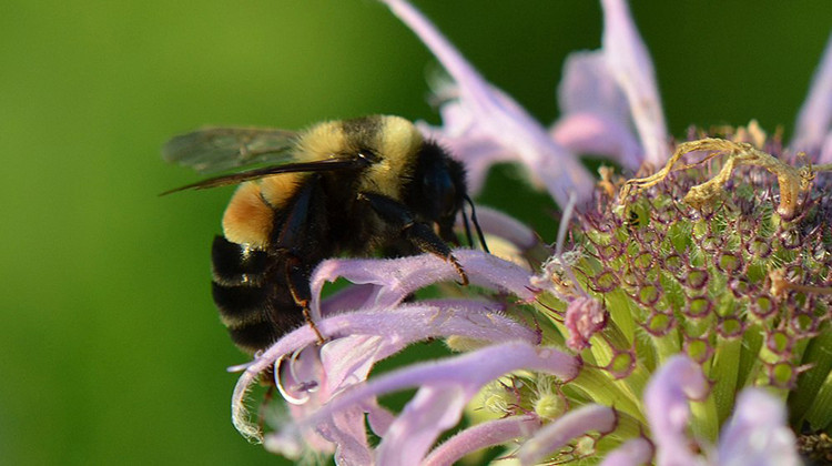 The endangered rusty patched bumblebee now occupies only scattered areas in Illinois, Indiana, Iowa, Maine, Massachusetts, Minnesota, Ohio, Virginia, West Virginia, Wisconsin and Ontario, Canada. - U.S. Fish and Wildlife Service