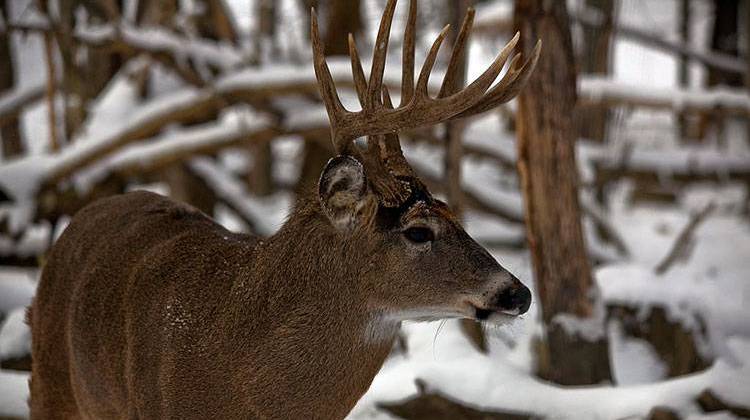 A House committee Monday approved a bill regulating high-fenced deer hunting without making any changes to the measure.   - stock photo