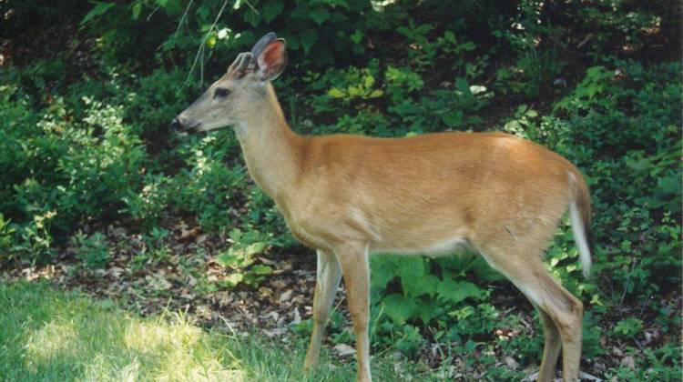 Parasites, Poor Health, Weather Eyed In Indiana Deer Deaths