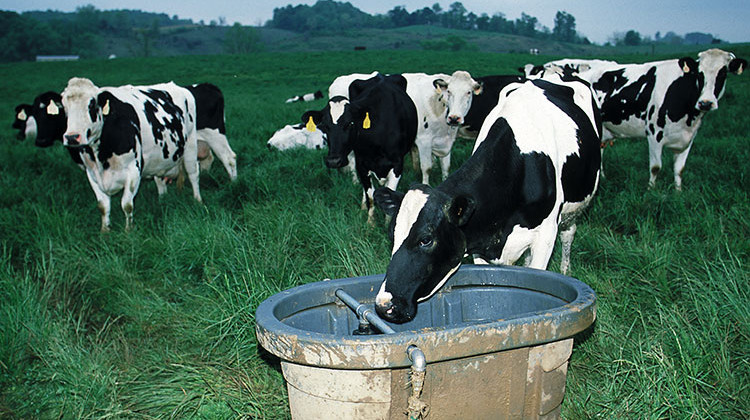 The dairy cows in Newton County would be grass-fed like these holsten dairy cattle in Virginia.  - USDA NRCS/Wikimedia Commons