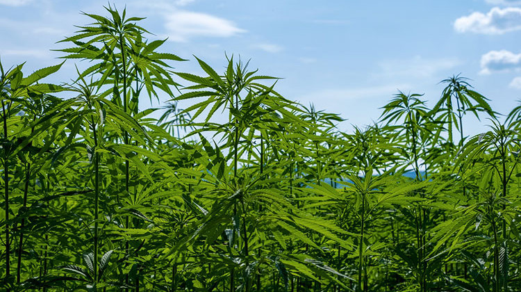 Plant To Extract CBD Oil From Hemp Coming To Central Indiana