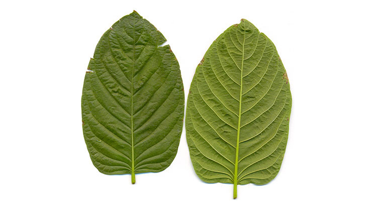 Kratom leaves. - Manuel Jebauer/CC-BY-SA-3.0