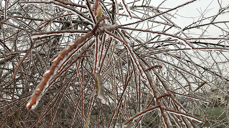 Freezing rain left icy vegetation and roadways across a large portion of Indiana by Thursday morning. - Doug Jaggers/WFYI
