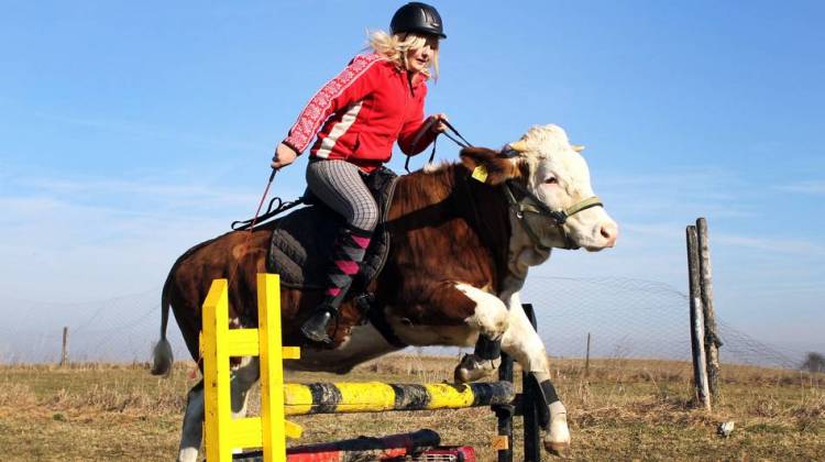 The Secret Lives Of Cows: Jumping For Joy