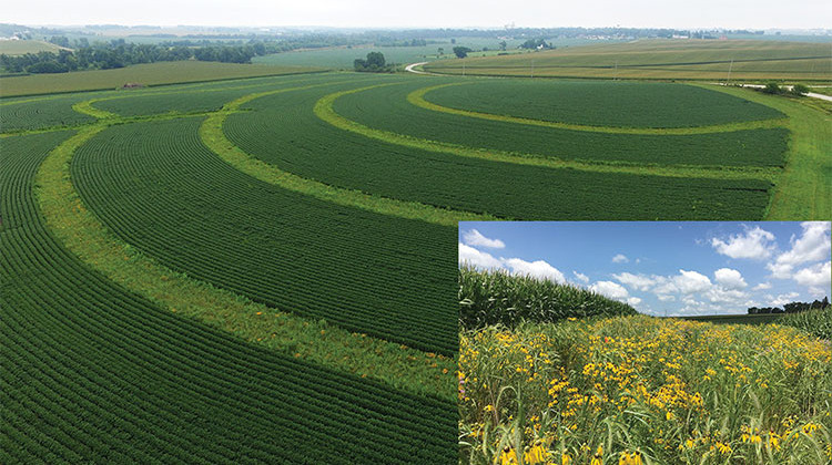 The report says row crops alternated with strips of native prairie improves biodiversity while also preventing runoff and nutrient loss. - Main photo: Lynn Betts, Inset: Farnaz Kordbacheh. U.S. Global Change Research Program