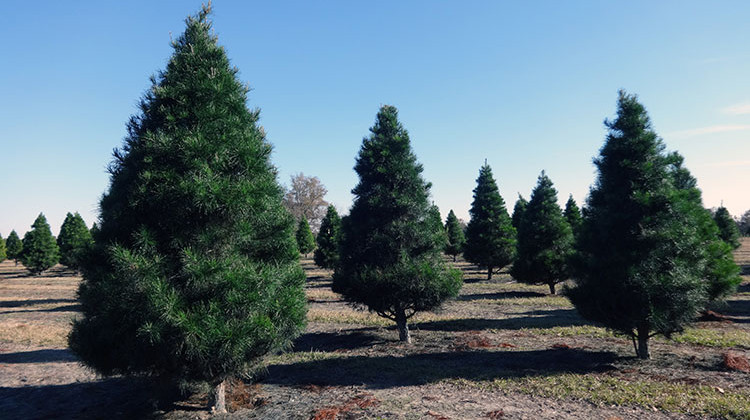 Decrease In Live Christmas Tree Purchases Aren't From Lack Of Demand
